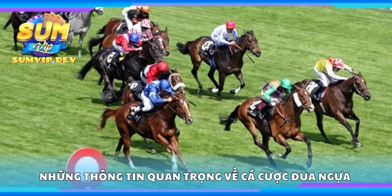 Những thông tin quan trọng về cá cược đua ngựa